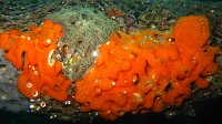 110 Didemne orange (Didemnum drachi)